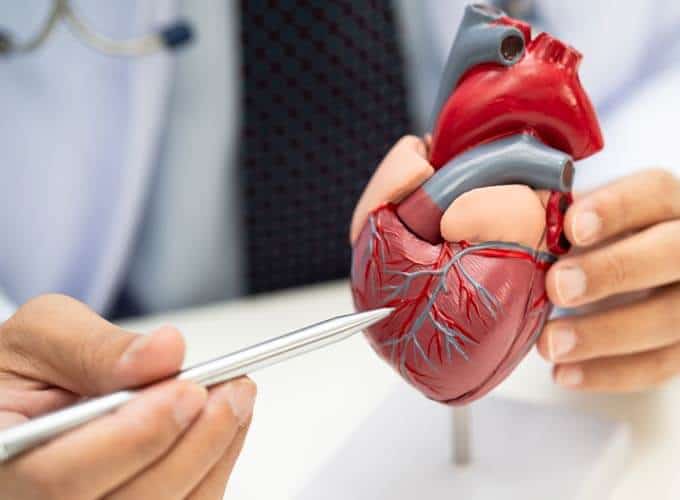 blog-article-image Cardiovascular disease CVD, Asian doctor holding human anatomy model for learn and treat heart disease.